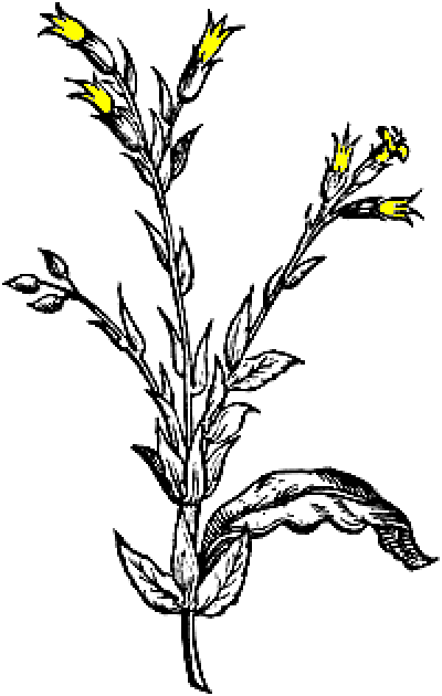 Gravure d'un plant de tabac, « El Tabaco », de 1571. Commentaire Tobacostop : Tout ce qui est chique, n'est pas toujours bon genre...